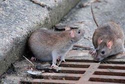 طغیان موش‌های پایتخت
