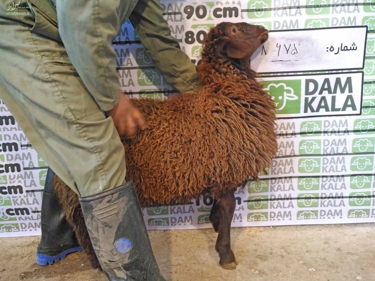 خرید گوسفند زنده از فروشگاه اینترنتی تخصصی دام کالا