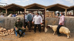 عرضه گوسفند ایرانی ۲ برابر قیمت واقعی به کشور‌های عربی