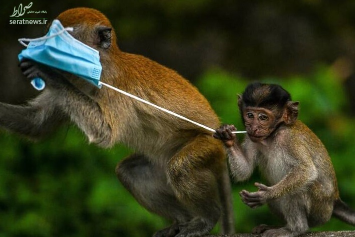 عکس/ ترس از کرونا در بین میمون‌ها