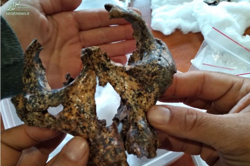 جمجمه دو میلیون ساله عموزاده اجداد انسان پیدا شد+عکس جمجمه دو میلیون ساله عموزاده اجداد انسان پیدا شد+عکس