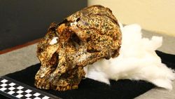 جمجمه دو میلیون ساله عموزاده اجداد انسان پیدا شد+عکس