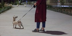 سگ‌گردانی در بوستان‌ها مطابق مقررات جاری کشور ممنوع است