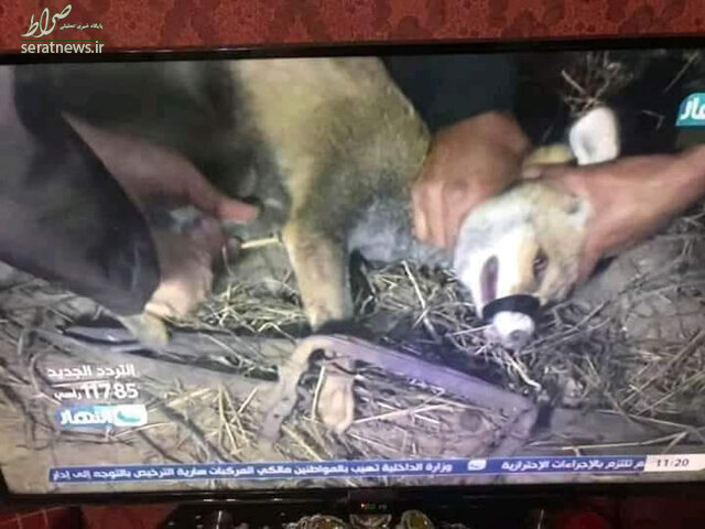 حیوان آزاری روی آنتن زنده و خشم بینندگان + عکس حیوان آزاری روی آنتن زنده و خشم بینندگان + عکس