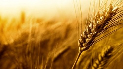 قیمت گندم و آرد تغییر نمی‌کند