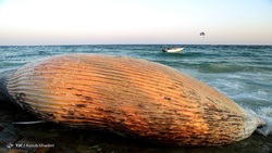 علت تلف شدن نهنگ‌ها در سواحل خلیج فارس چیست؟