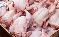 توزیع مرغ گرم در بازار با قیمت ۱۸ هزار و ۵۰۰ تومان