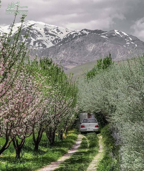 عکس/ خوشبخت‌ترین پراید ایران