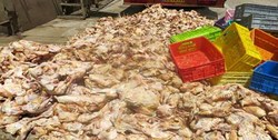 حکم جالب یک مقام قضایی برای عرضه‌کننده مرغ غیرقابل مصرف