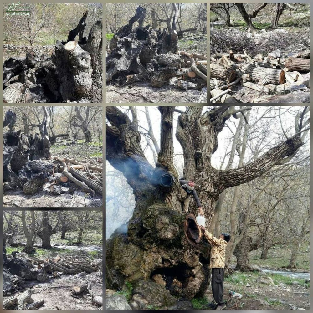 قطع درخت ۷۰۰ ساله گردو در منطقه «کهمان» + عکس