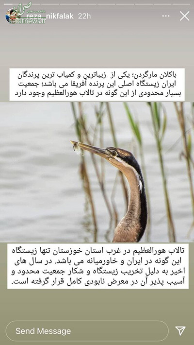 پرنده نادر آفریقایی در ایران تلف شد+ عکس