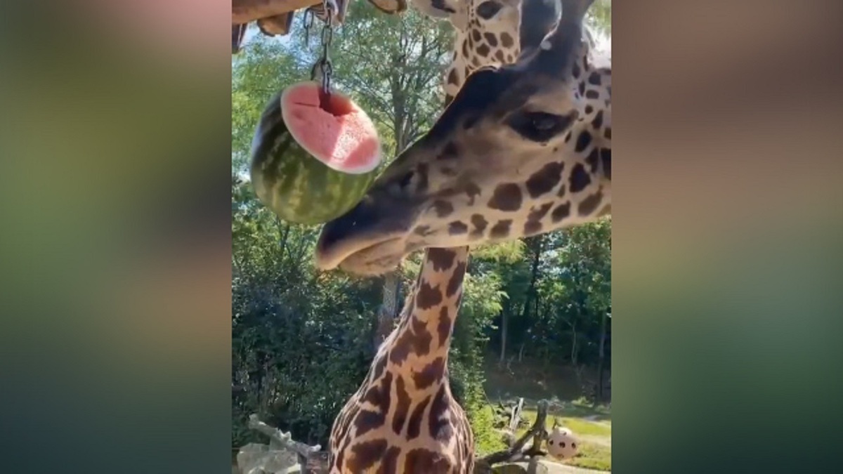 فیلم /تولد بچه لاما در باغ وحش ارم