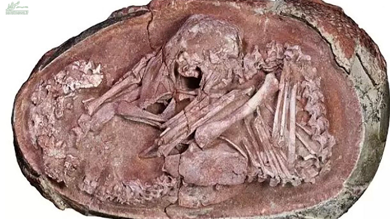 کشف جنین ۷۲ میلیون ساله و دست‌نخورده یک دایناسوردر چین + عکس