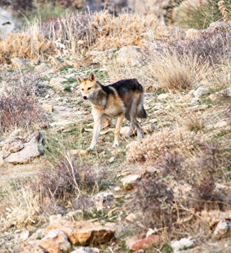 تصاویر/ گله گرگاس های طاق بستان