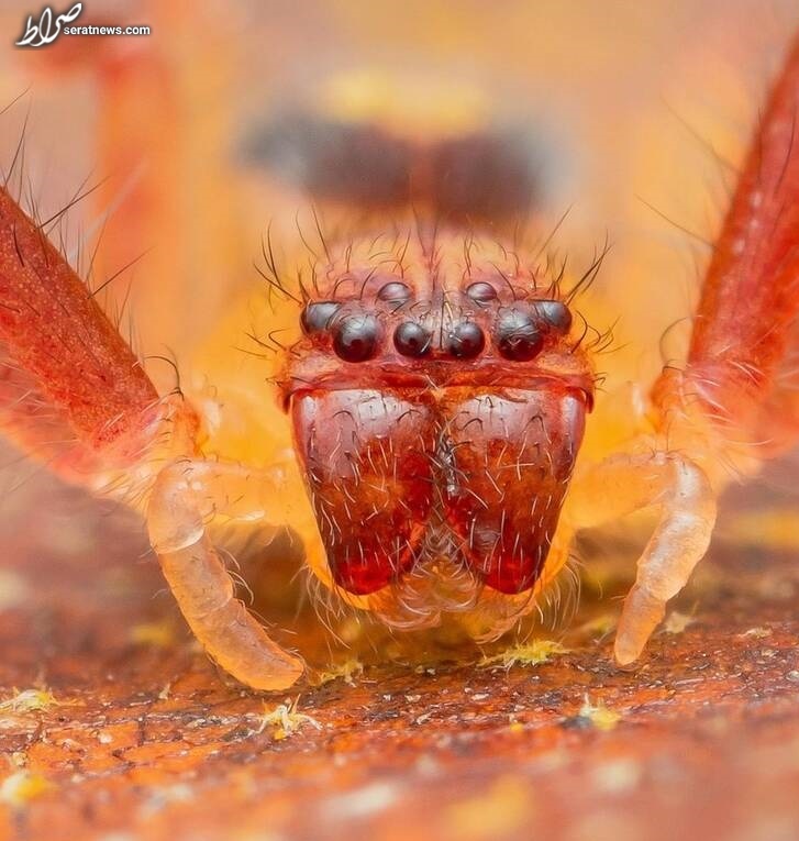 عکس/ نمای نزدیک از عنکبوت