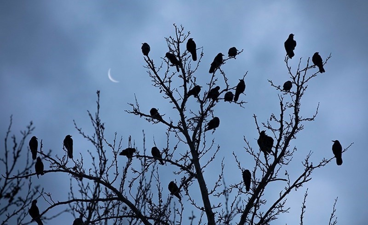 شهردار خرمآباد برکنار شد