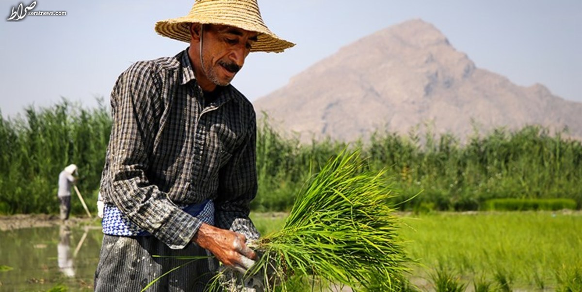 افزایش بیش از ۶۰ درصدی قیمت شکر، برنج ایرانی و گوشت گوساله