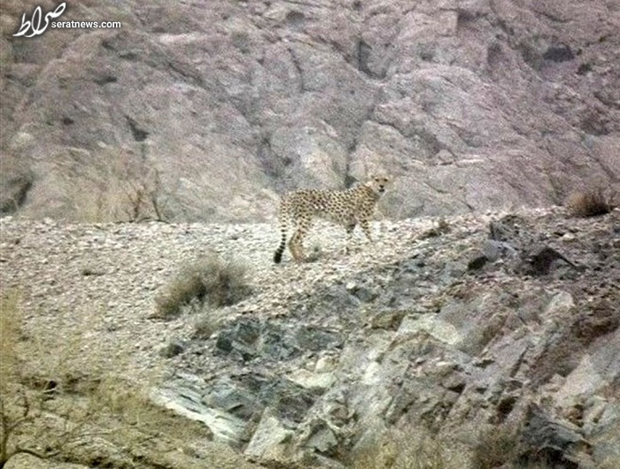 مشاهده یوزپلنگ ایرانی در یزد پس از ۶ سال + عکس