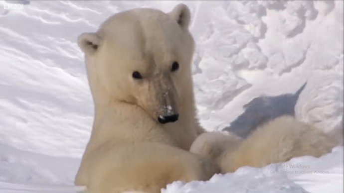 فیلم / برف بازی خرس قطبی و فرزندانش