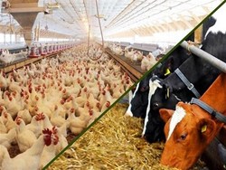 ارز ۴۲۰۰ تومانی گندم، دانههای روغنی و نهادههای دامی در دیماه اختصاص یافت