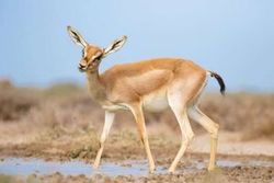 فیلم/ شنا در سرمای جان سوز سد مهاباد!