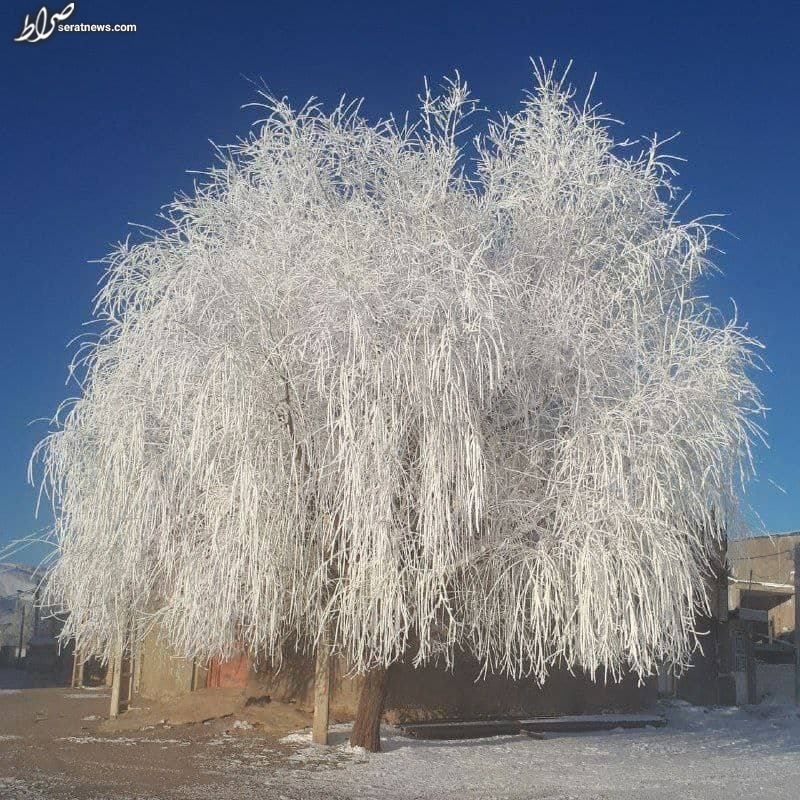 عکس / یخ زدن کامل یک درخت در نورآباد لرستان