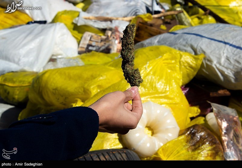 عکس / ماده مخدر گل از نمایی نزدیک