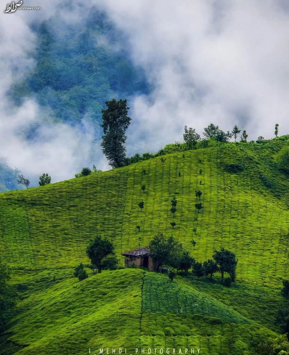 عکس/ مزارع زیبای چای املش گیلان