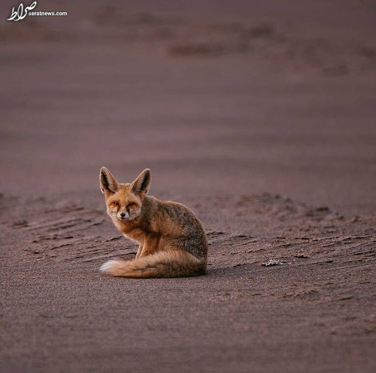 تصویری زیبا از کوچکترین روباه ایران