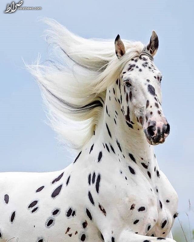 عکس/ اسب زیبای خالدار