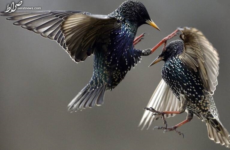 عکس / تصویری جالب از جنگ پرندگان