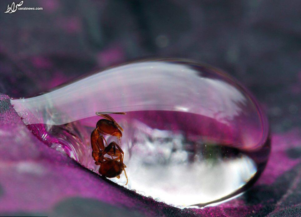 عکس / گیر کردن مورچه در دل یک قطره باران