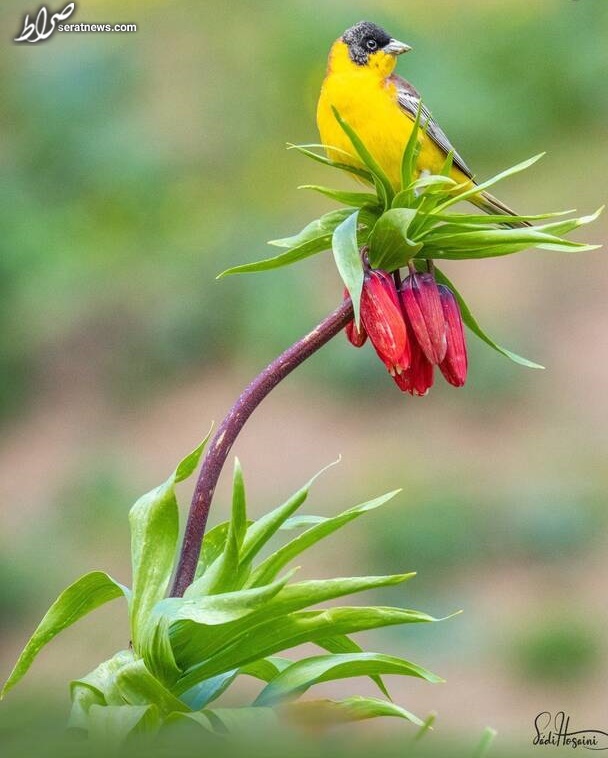 تصویری زیبا از زردپره سرسیاه