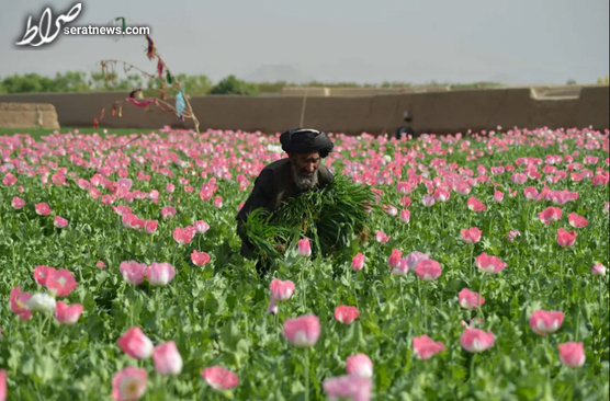 عکس /مزرعه خشخاش در افغانستان