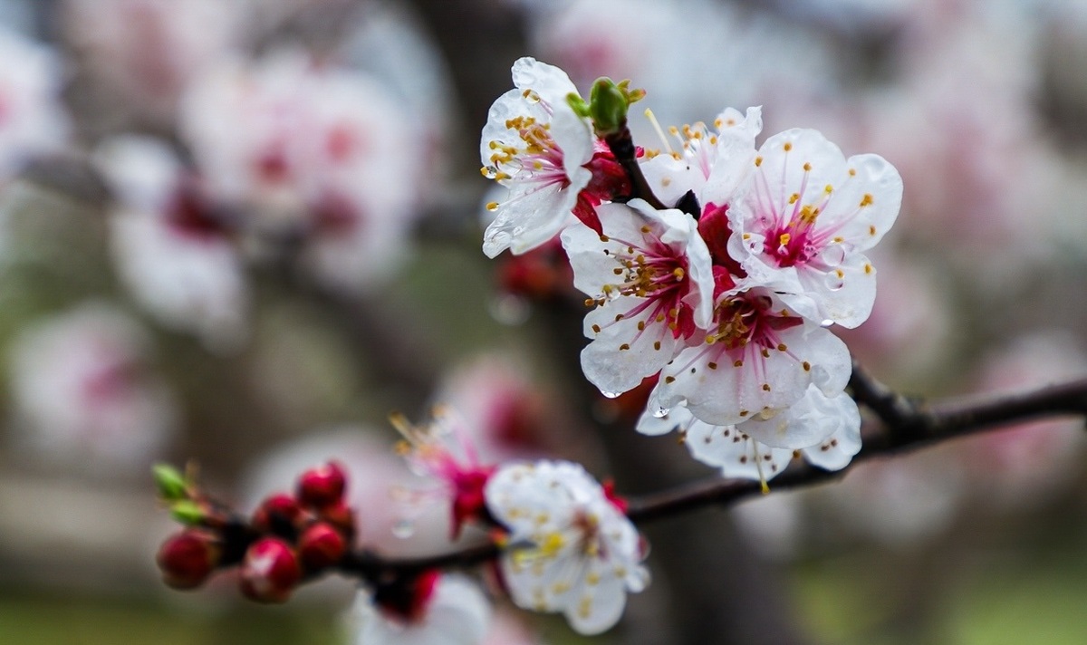 تصاویر / شکوفههای بهاری در باغهای میوه گلستان