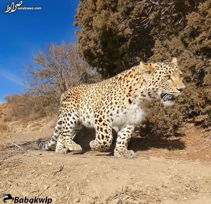 عکس / پلنگ زیبای ایرانی در شمال ایران