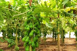 کاشت میوه استوایی برای اولین بار در خوزستان