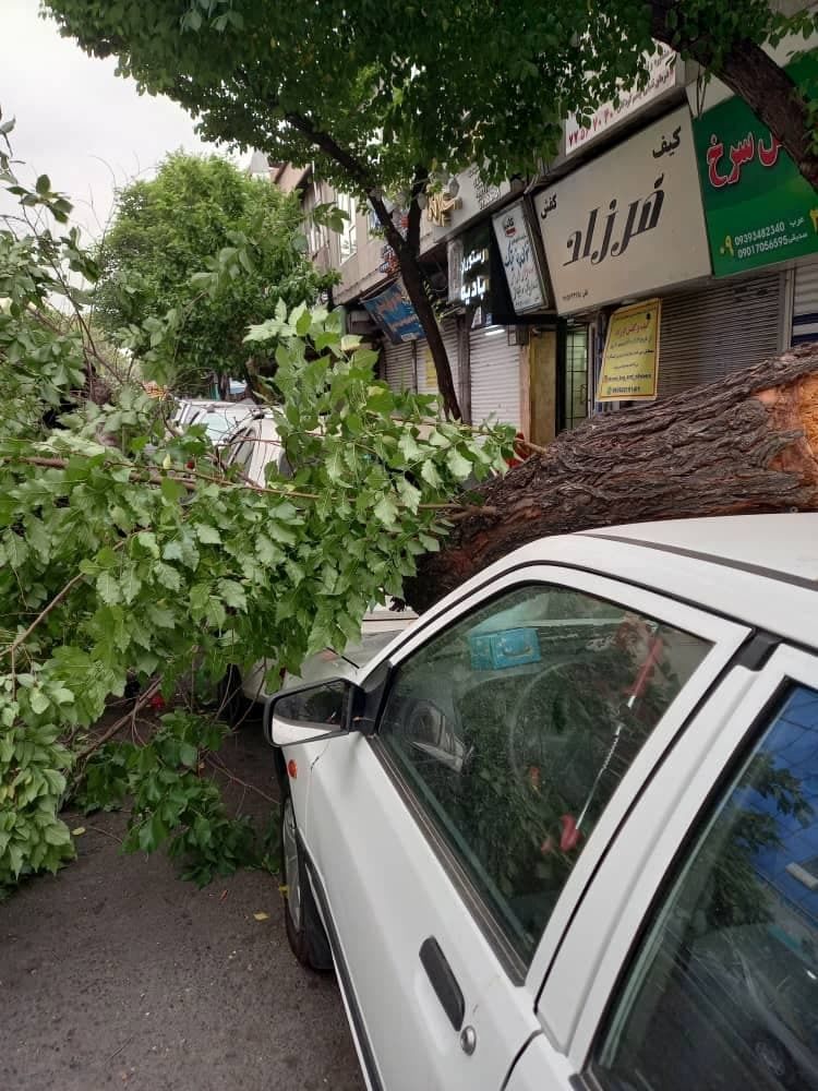 عکس/  وزش باد شدید در تهران و سقوط درختان