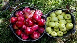 افت ۲۰ درصدی قیمت میوه‌های نوبرانه در بازار