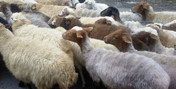 آلودگی شیر گوسفند و بزهای مناطق جنوبی ایران به یک انگل خطرناک