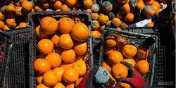 تداوم نوسانات قیمتی در بازار میوه/ آخرین قیمت‌ها در بازار