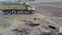 مرگ دردناک مرد اردبیلی وسط چهل گوسفند+عکس