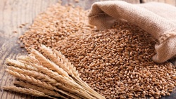 چگونه مصرف گندم باعث بروز درد مفاصل می‌شود؟