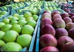 آزاد شدن دیرهنگام صادرات سیب + سند