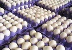 زیان ۷ هزار تومانی مرغداران در فروش هر کیلو تخم‌مرغ