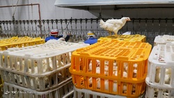 جوجه یکروزه ارزان شد/عرضه روزانه ۷ هزار تن مرغ در کشور