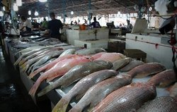 مرغ چگونه بازار ماهی را برهم ریخت؟