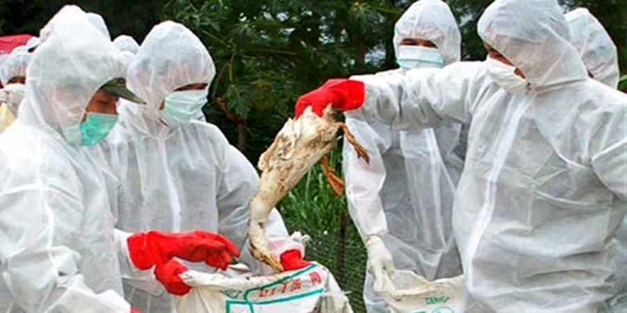 اولین مورد مرگ آنفلوانزای مرغی در هند
