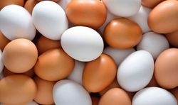 افراد از خرید تخم مرغ بیرون از یخچال اجتناب کنند