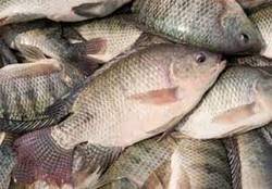 قیمت اقلام اساسی در ۱۲ مرداد/ نرخ هر کیلو ماهی قزل آلا، ۵۸ هزار تومان